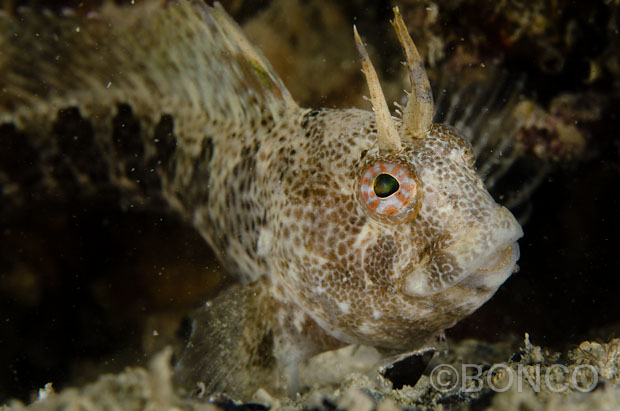 Blennidi del Conero
