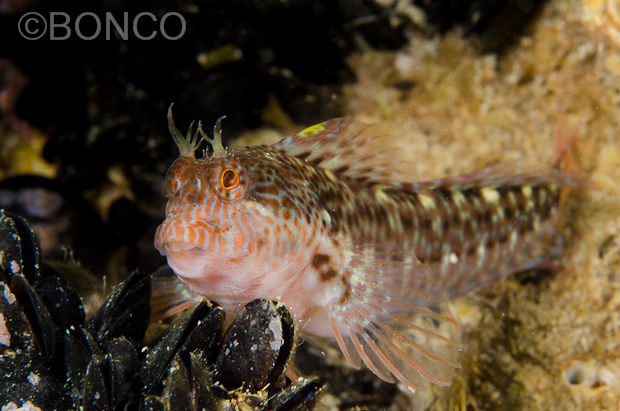 Blennidi del Conero