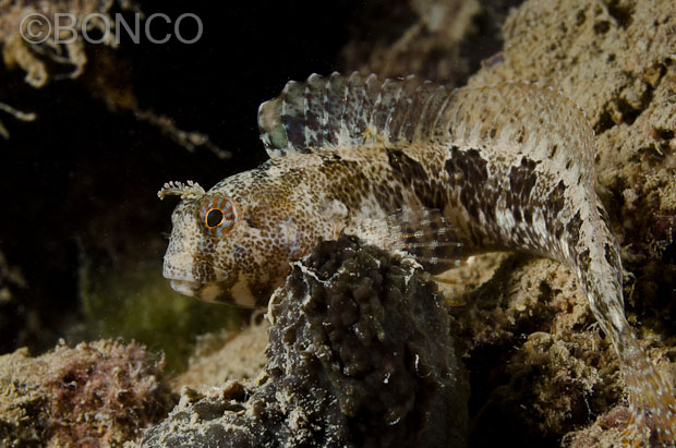 Blennidi del Conero
