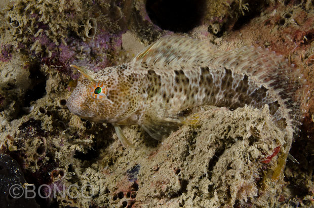 Blennidi del Conero