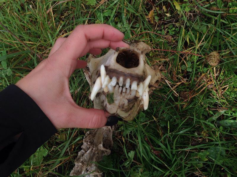 Cranio di canide: cane o lupo?