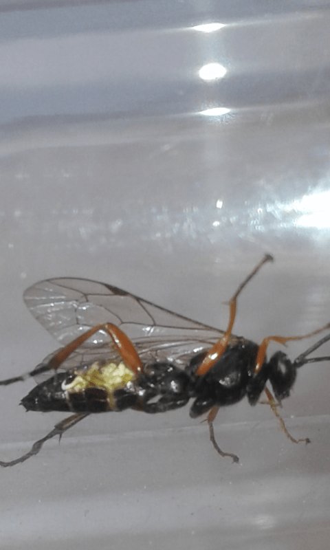 Ichneumonidae : Pimpla sp.? Sì , Natura Mediterraneo | Forum Naturalistico