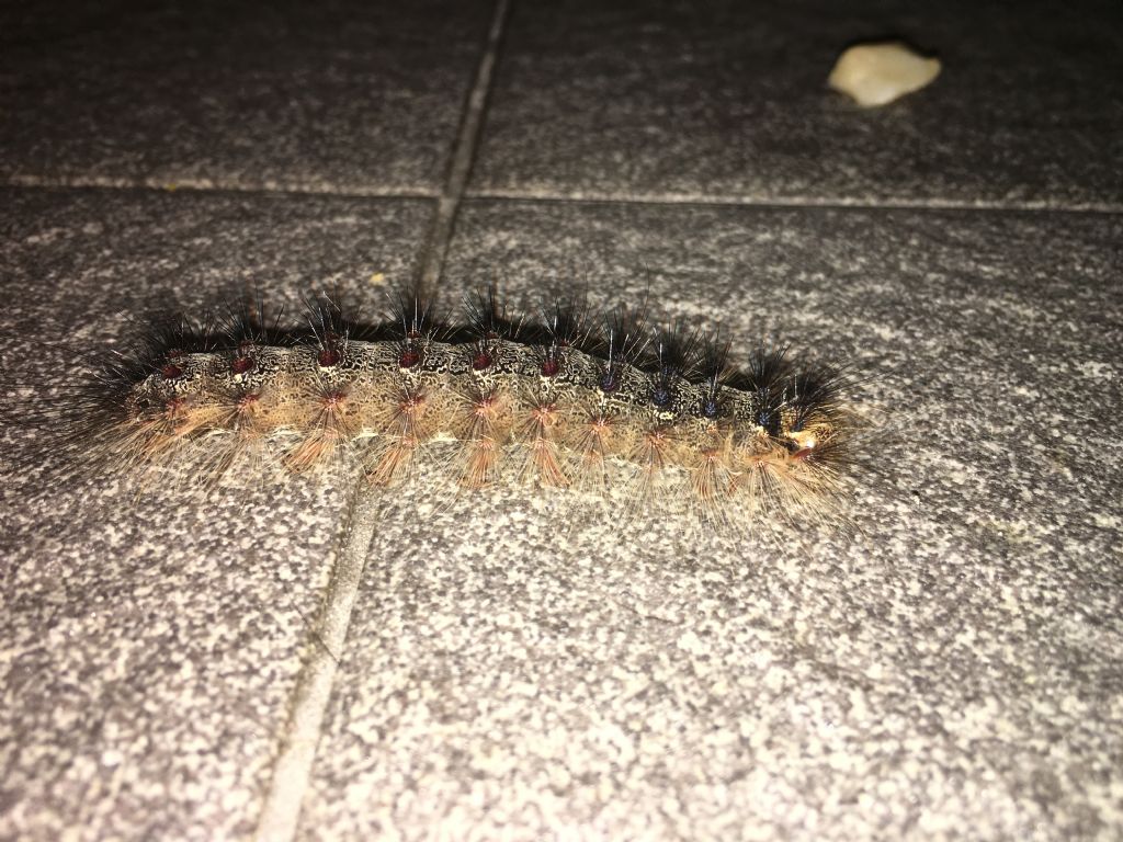 Cos''?      larva di Lymantria dispar (Erebidae Lymantriinae)