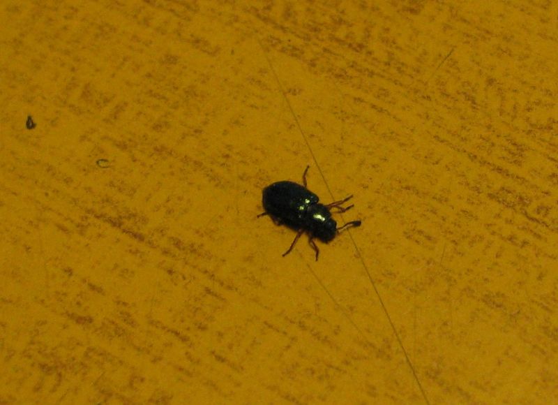 Necrobia rufipes (Cleridae), adulto e larva