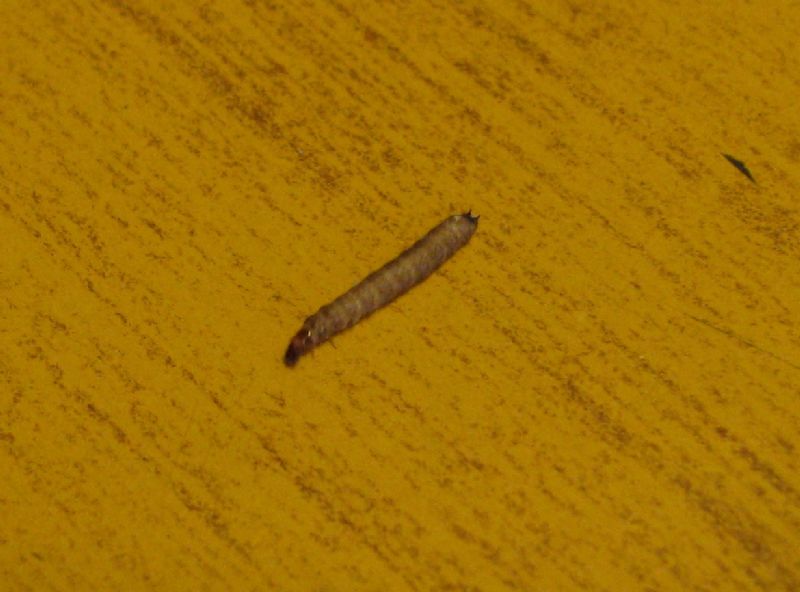 Necrobia rufipes (Cleridae), adulto e larva