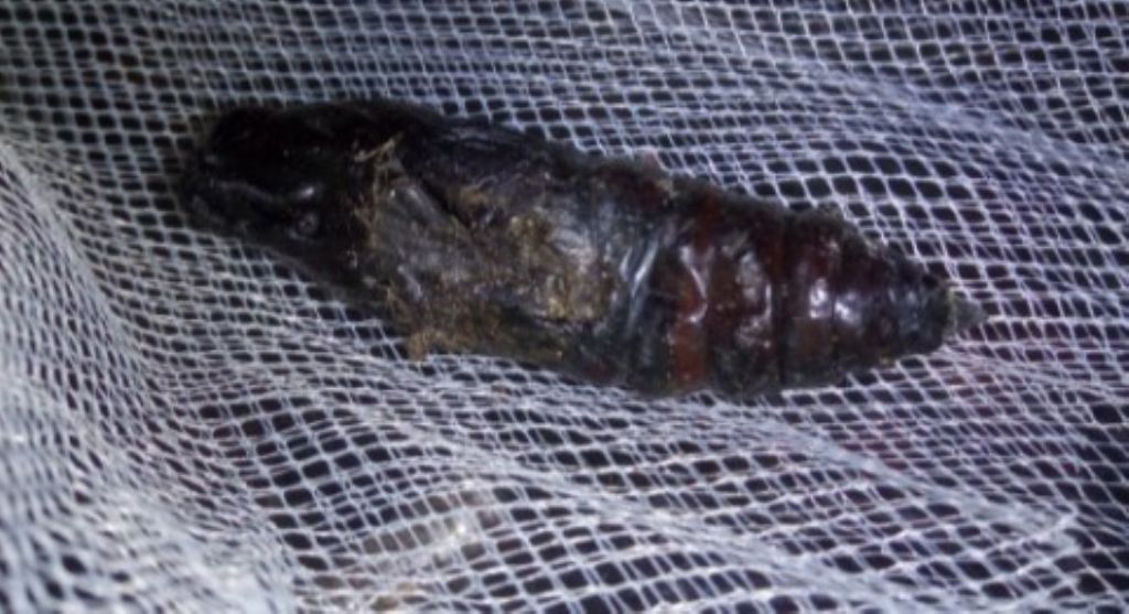 Sfinge del convolvolo, Pupa