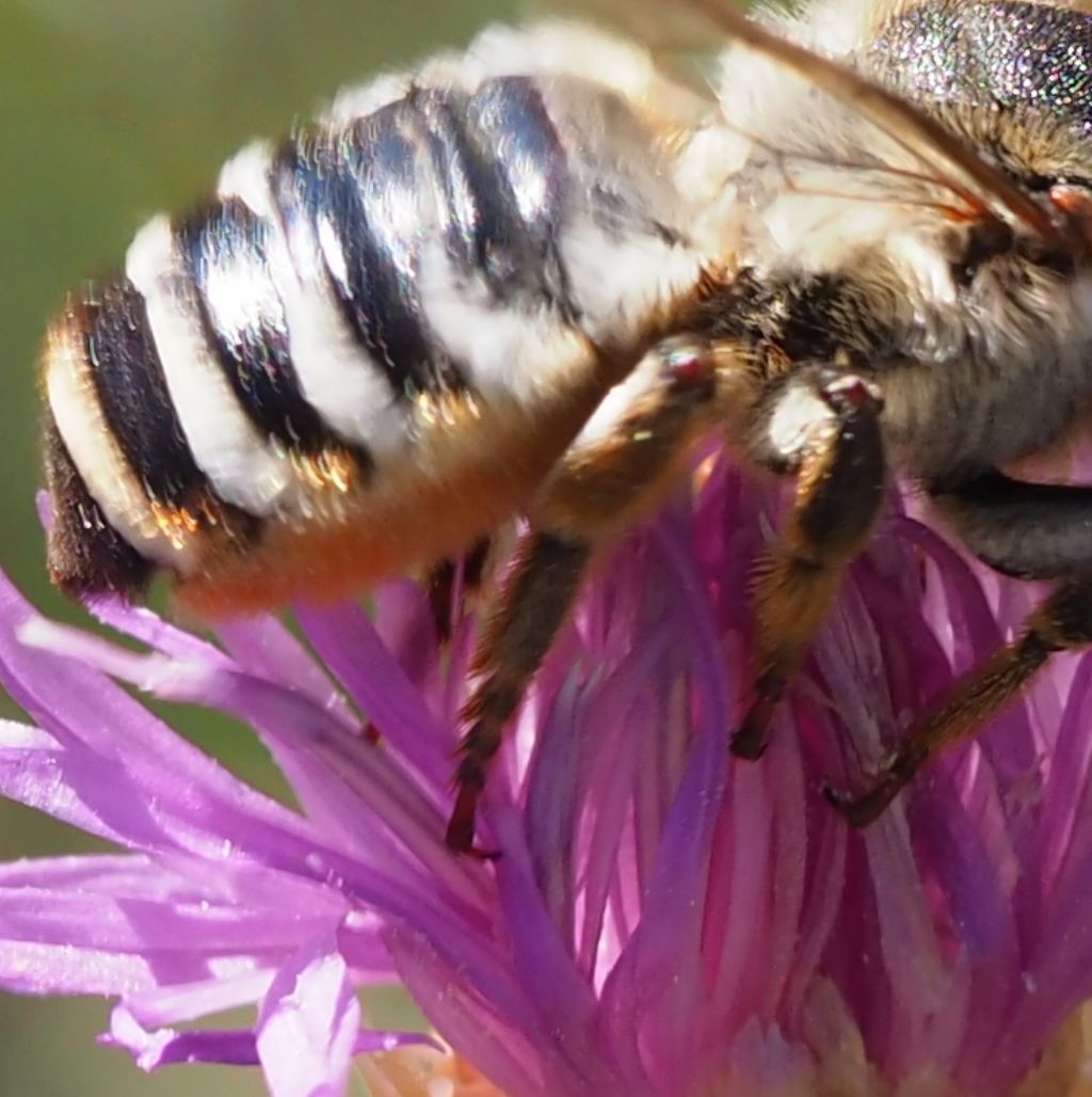 Is this Megachile albisecta?  Most likely