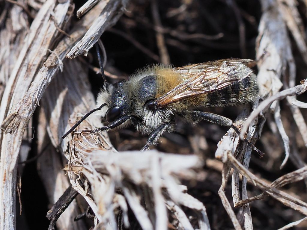 Megachile or Osmia? 25 June 2021. M. Menegosa (PC)