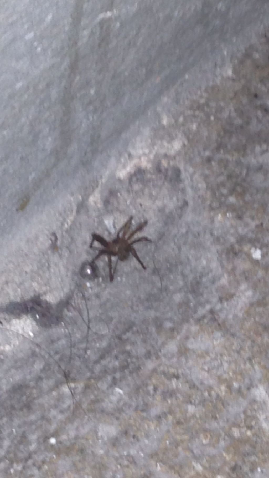 Loxosceles rufescens - Milano (MI)