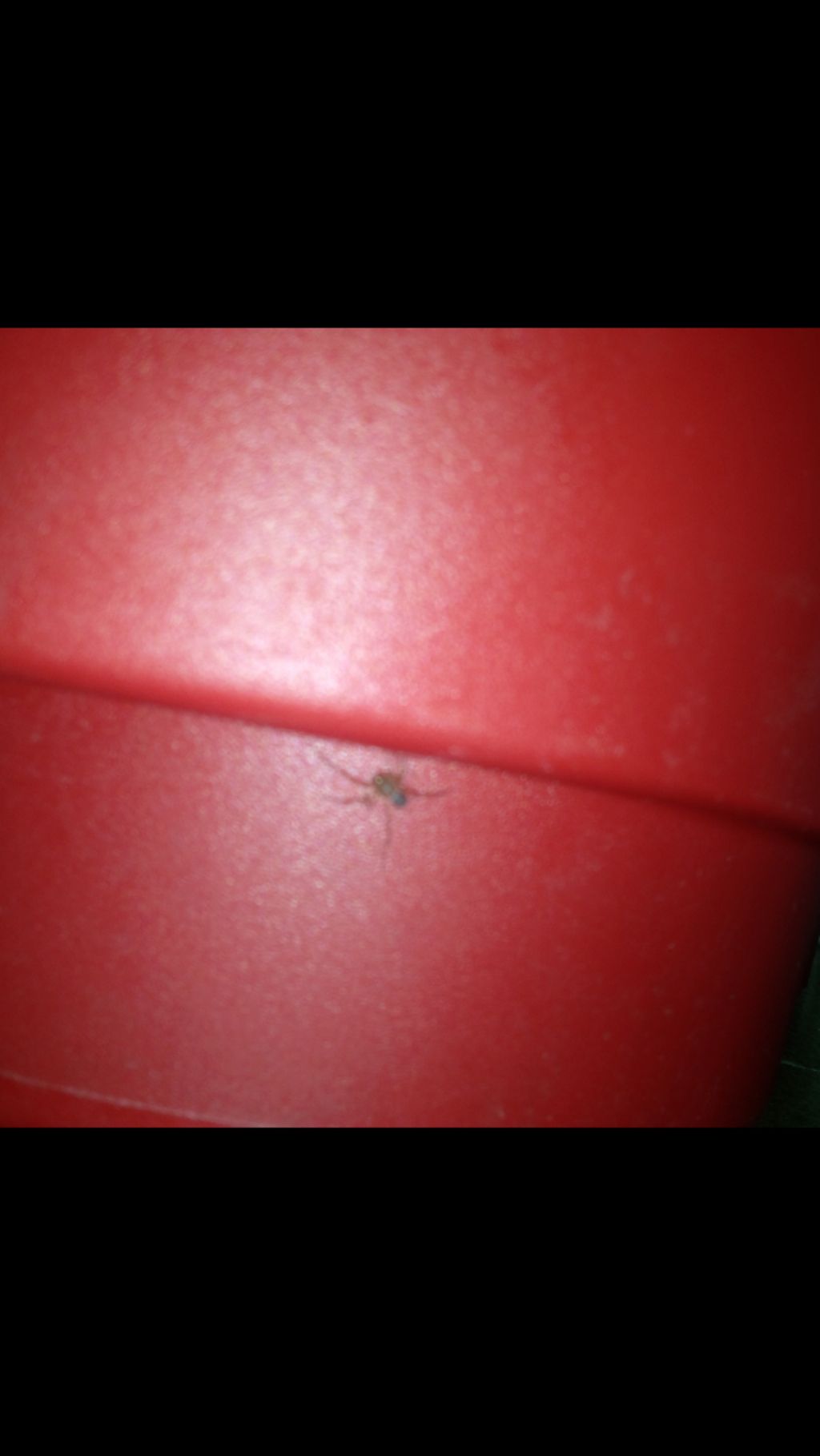 Scytodes thoracica - Milano