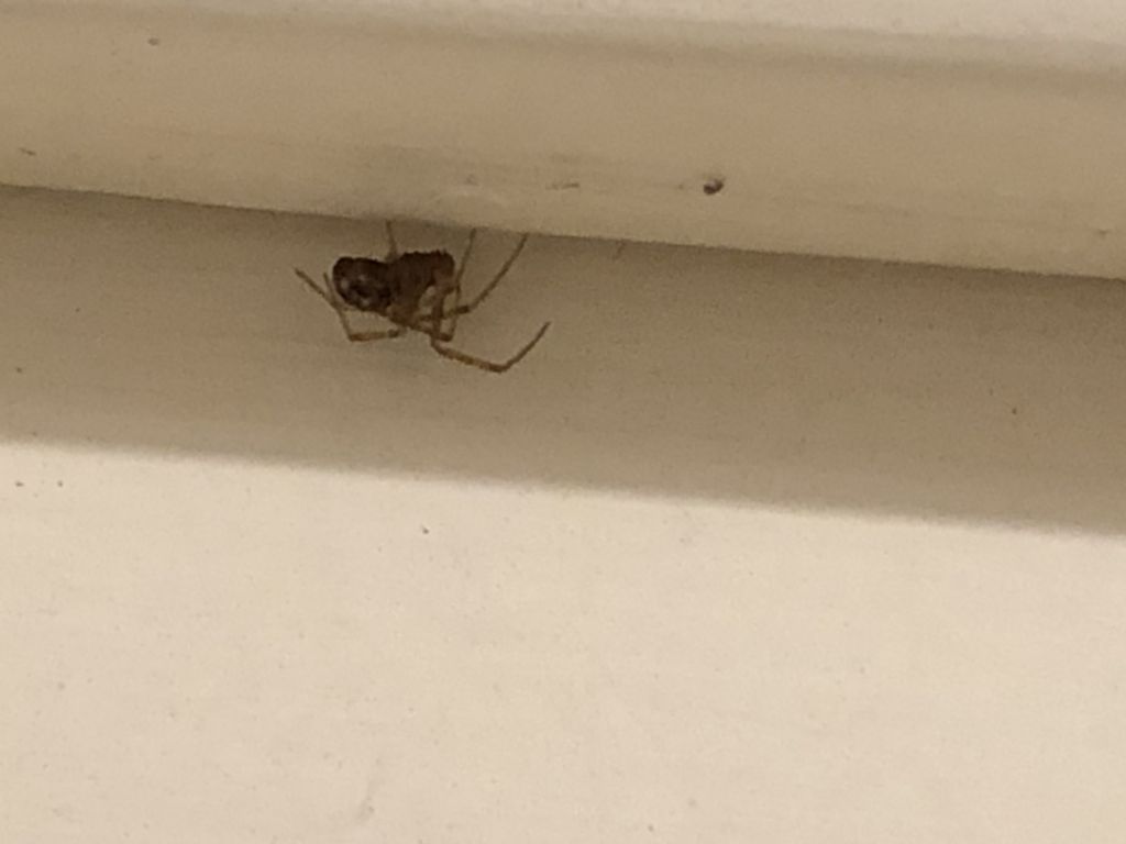 Steatoda triangulosa - Milano