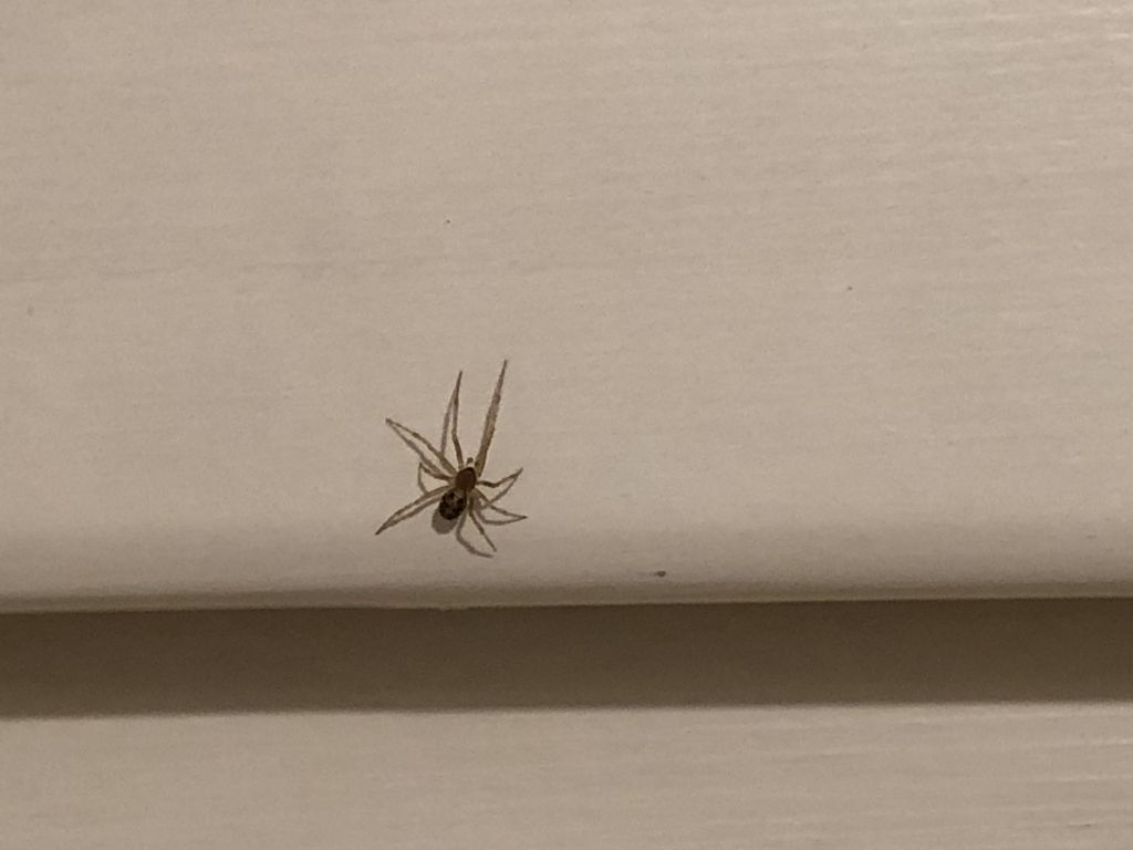 Steatoda triangulosa - Milano