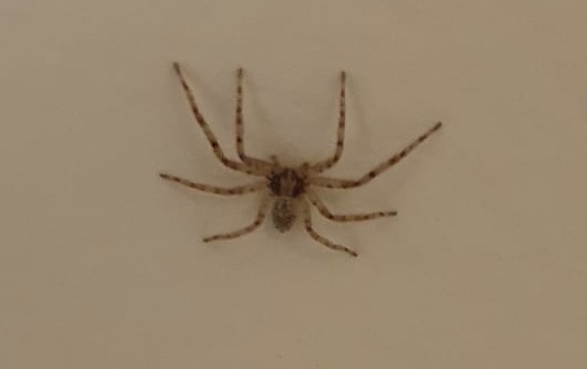 Steatoda triangulosa?  No, Philodromus sp. - Milano