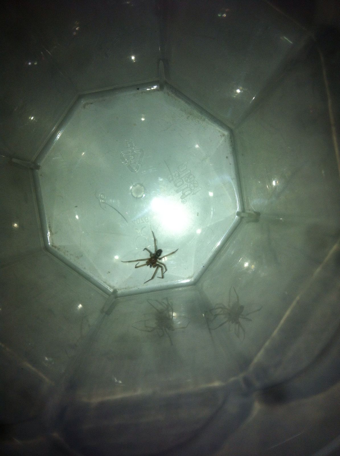 Theridiidae:   cfr. Steatoda grossa  - Milano