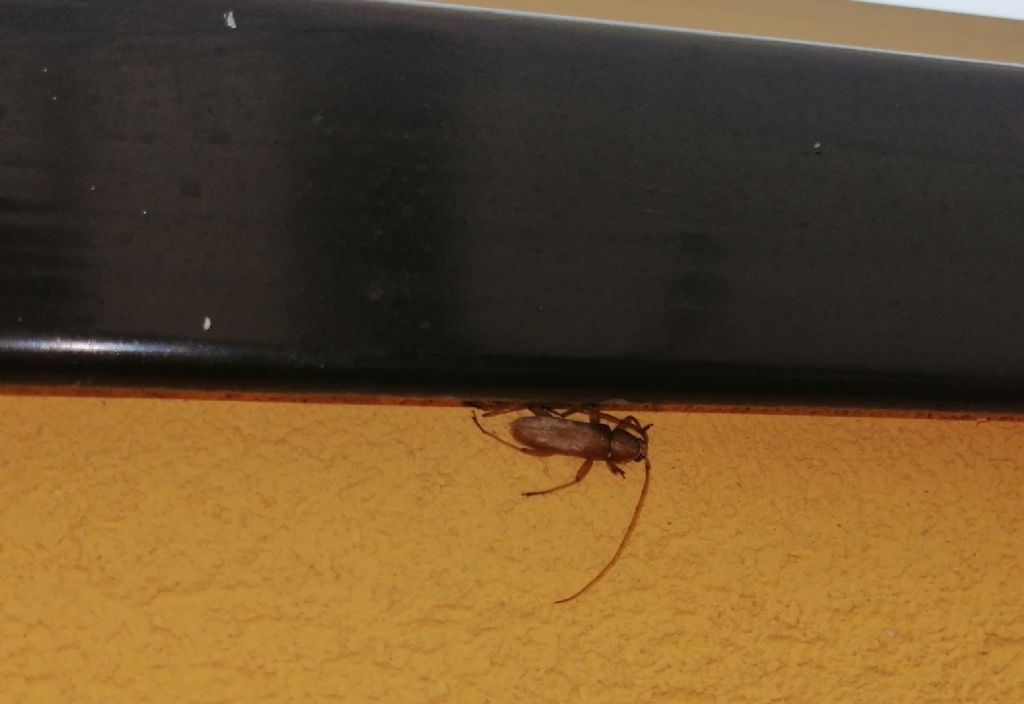 Cerambycidae: Stromatium unicolor