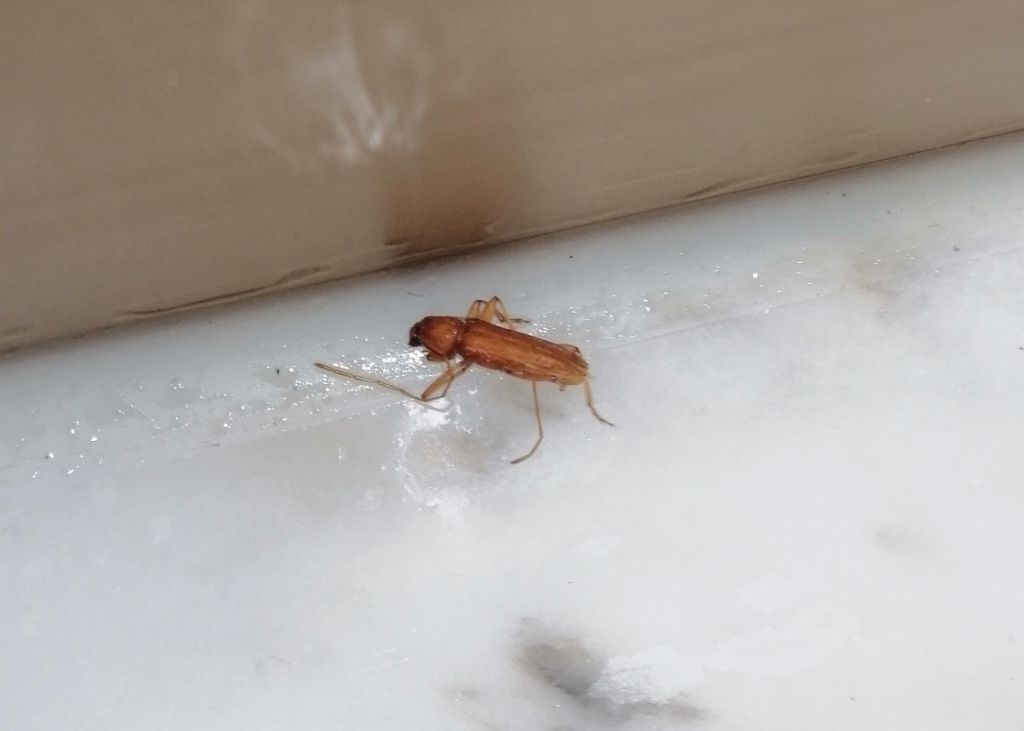 Cerambycidae: Stromatium unicolor