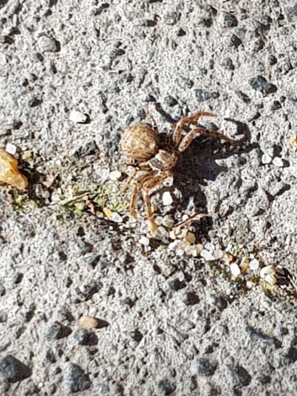 Xysticus sp. (Thomisidae) - Roma