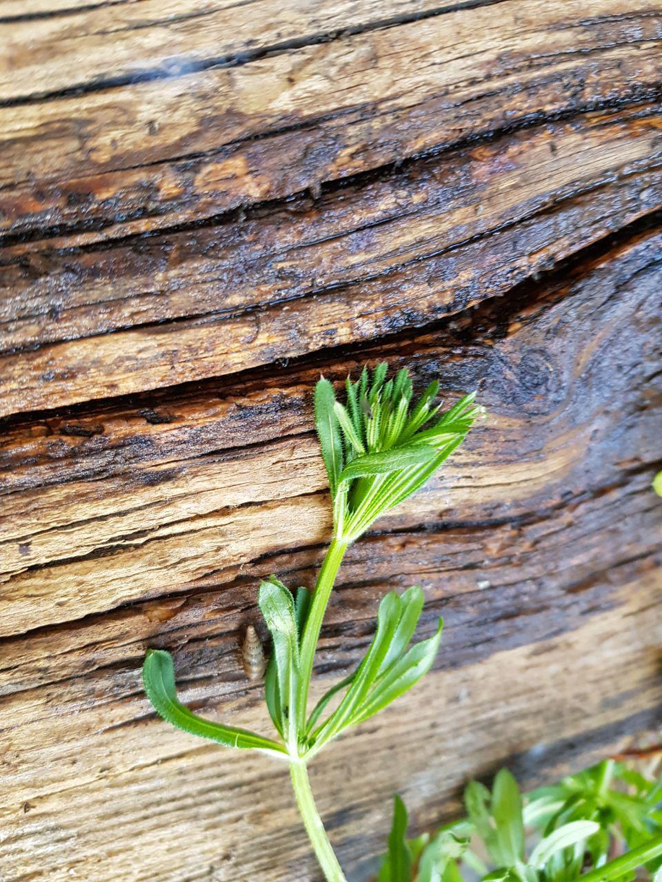 Aiuto per individuare i nomi delle specie sottostanti.