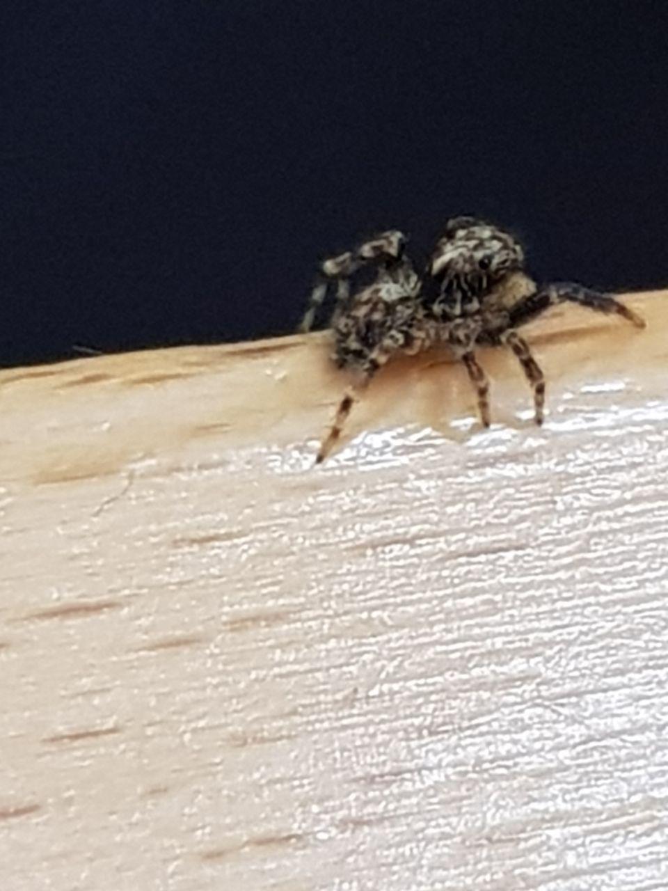Pseudeuophrys sp. - Roma