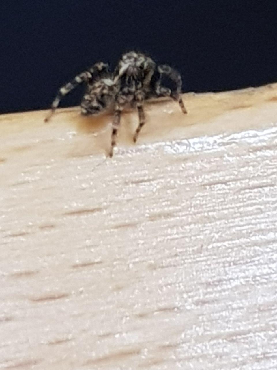 Pseudeuophrys sp. - Roma