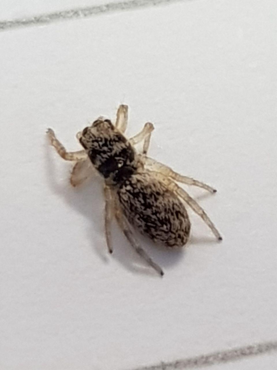 Salticus sp. - Roma