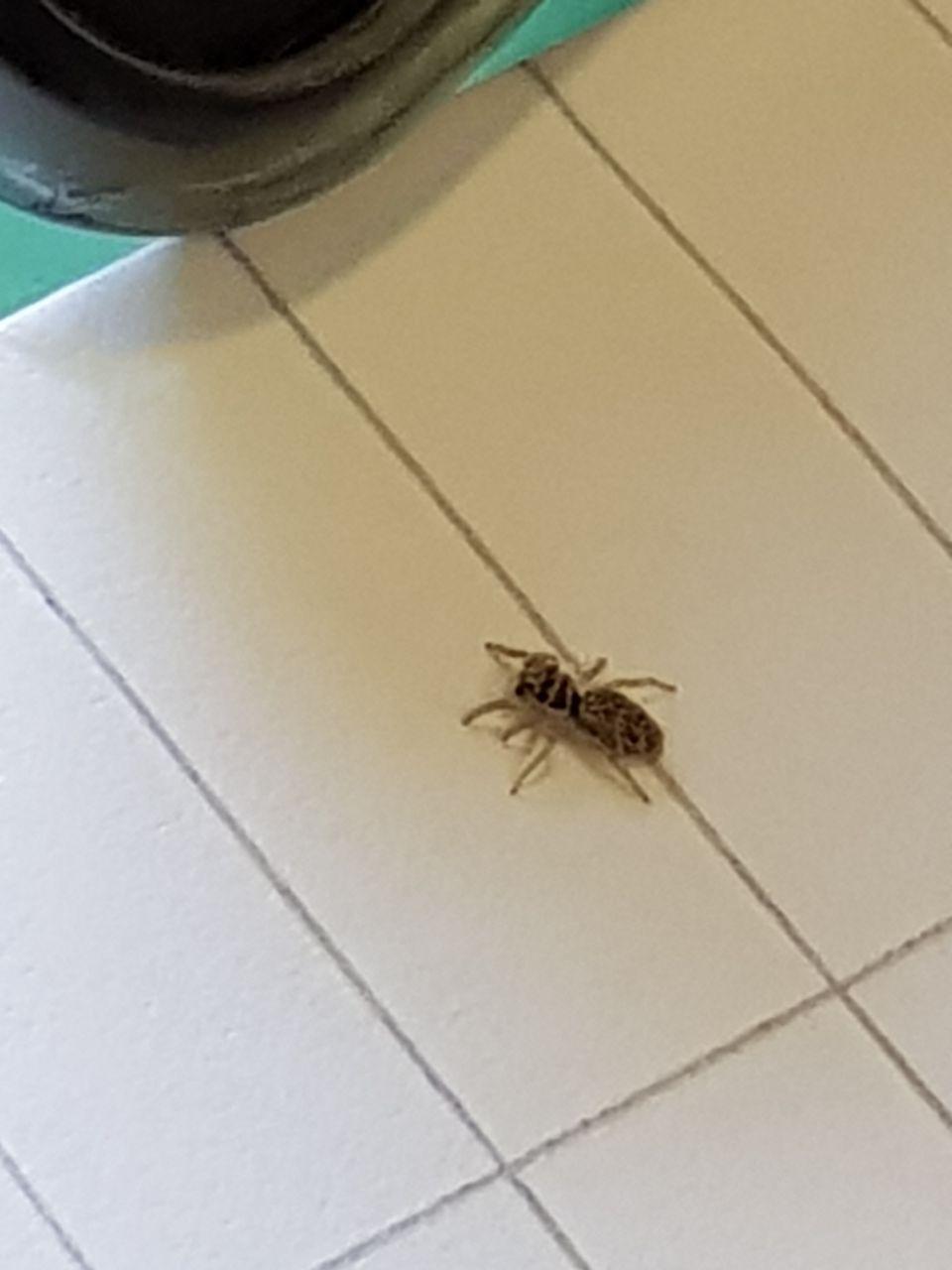 Salticus sp. - Roma