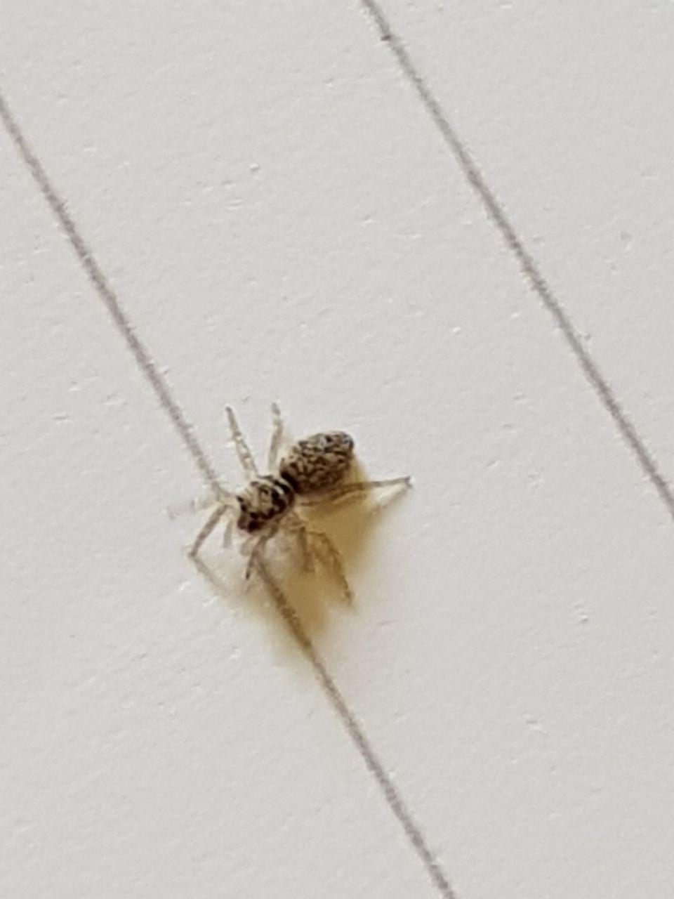 Salticus sp. - Roma