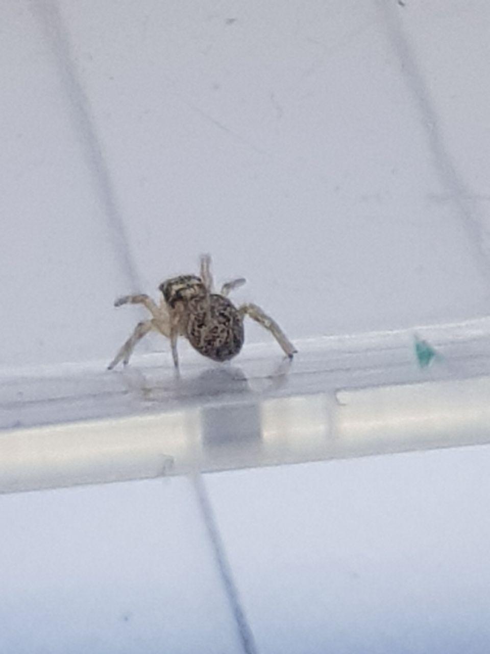Salticus sp. - Roma