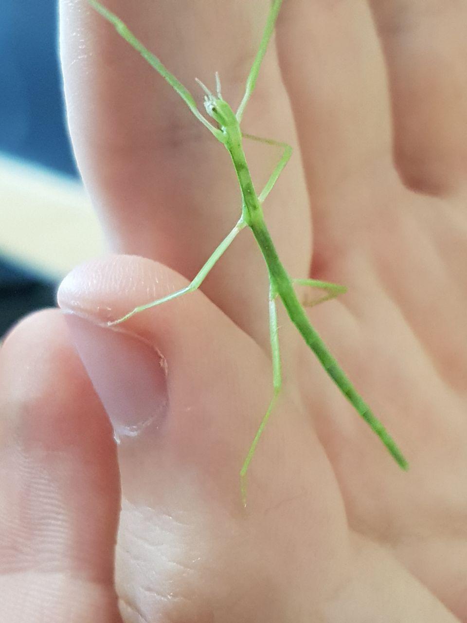 Insetto stecco, aiuto individuazione specie e sottospecie: Clonopsis gallica