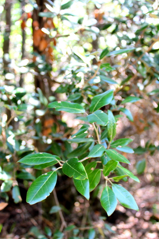 1_campi flegrei