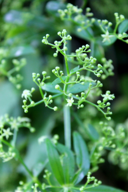 CAMPI FLEGREI: Rubia peregrina, Galium e Sherardia
