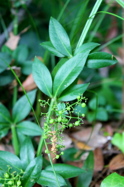 CAMPI FLEGREI: Rubia peregrina, Galium e Sherardia