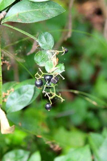 CAMPI FLEGREI: Rubia peregrina, Galium e Sherardia