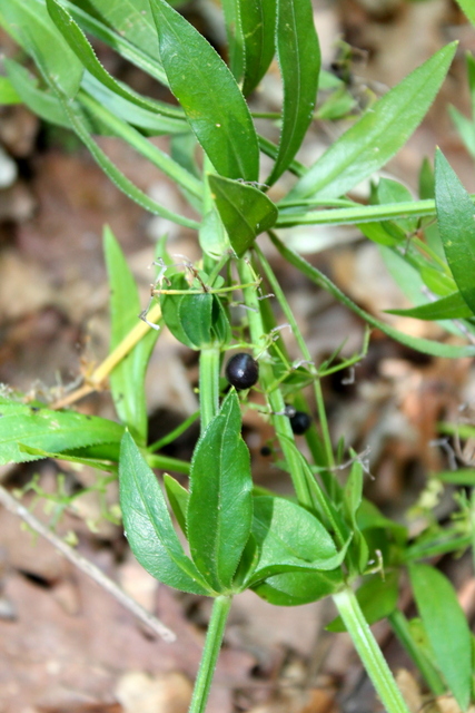 CAMPI FLEGREI: Rubia peregrina, Galium e Sherardia