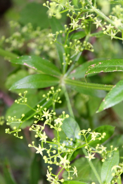 CAMPI FLEGREI: Rubia peregrina, Galium e Sherardia