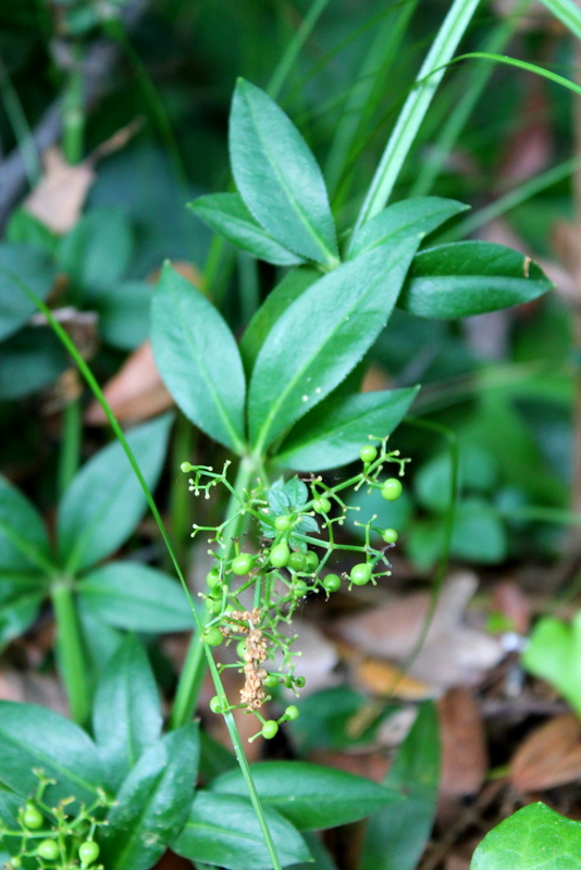 Campi Flegrei, Galium o Rubia?