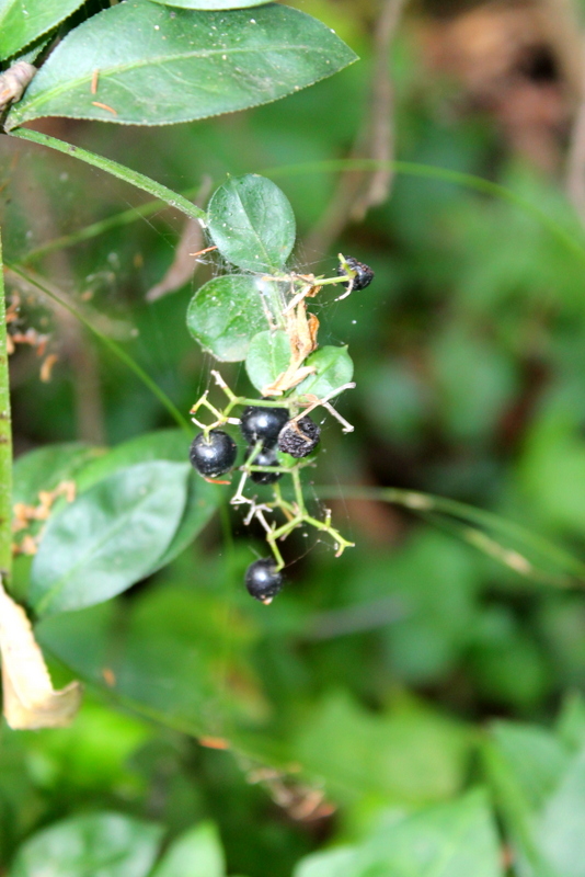 Campi Flegrei, Galium o Rubia?