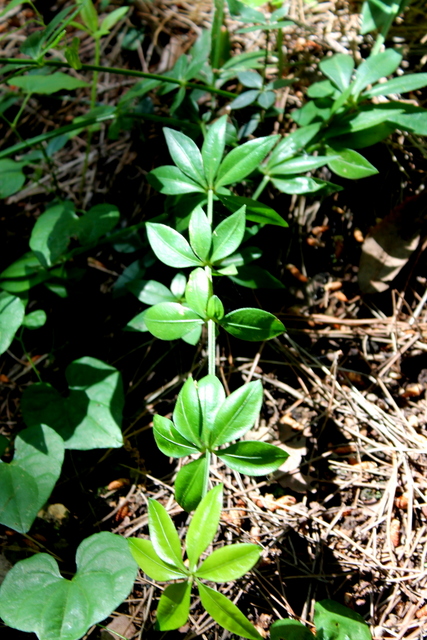 CAMPI FLEGREI: Rubia peregrina, Galium e Sherardia