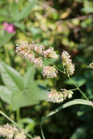 Campi Flegrei - Dactylis glomerata