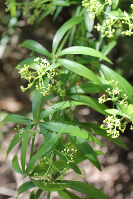 CAMPI FLEGREI: Rubia peregrina, Galium e Sherardia
