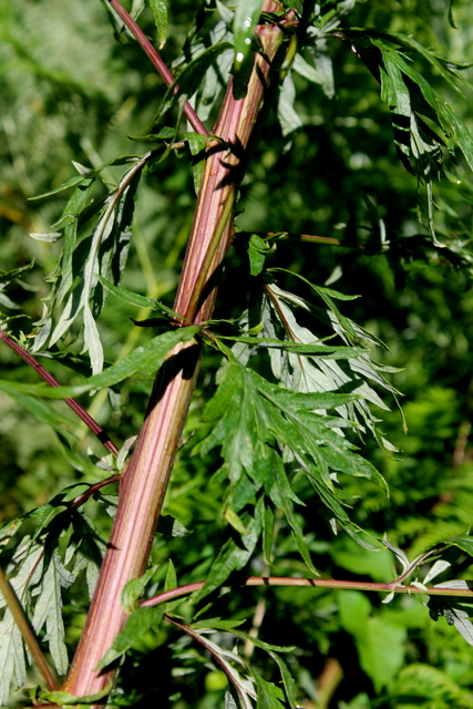Campi Flegrei - Artemisia verlotiorum