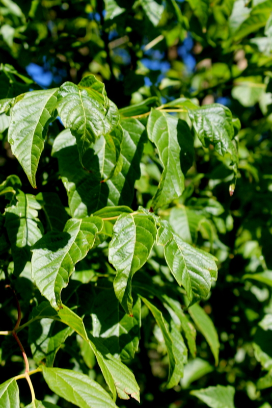 Acer negundo / Acero americano