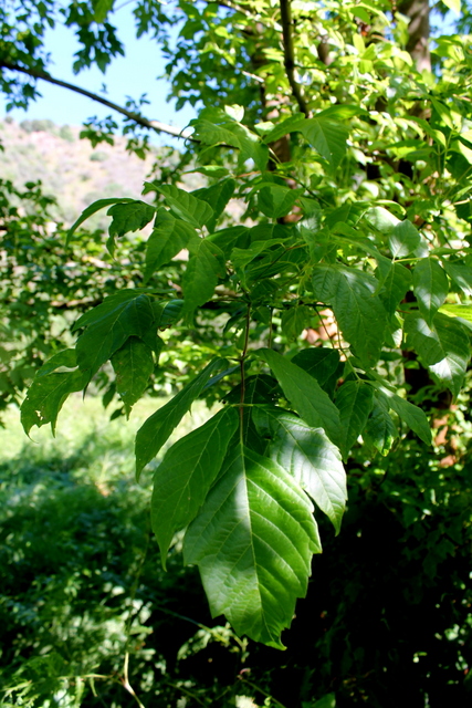 Acer negundo / Acero americano