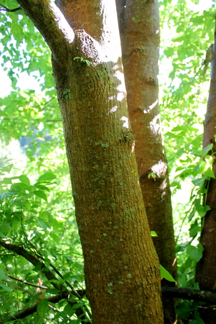 Acer negundo / Acero americano