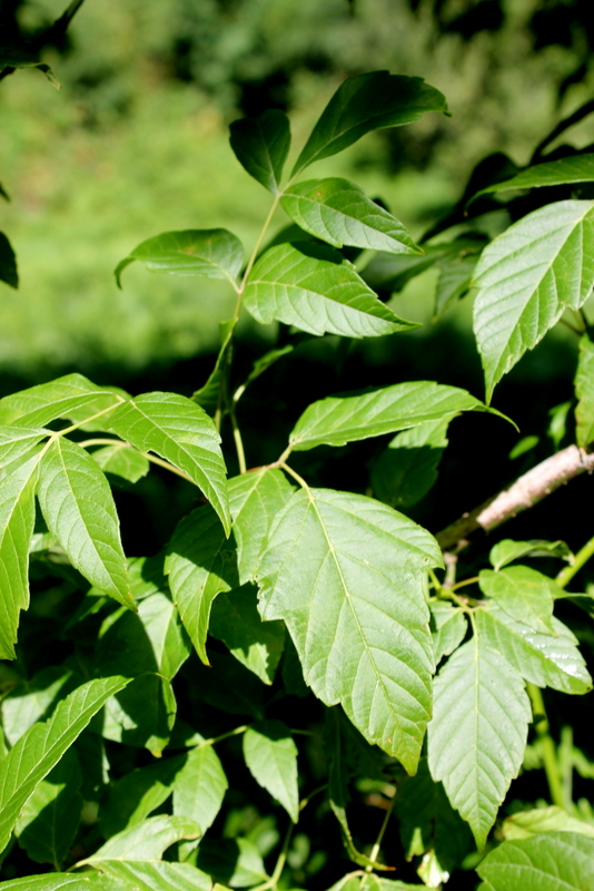 Acer negundo / Acero americano