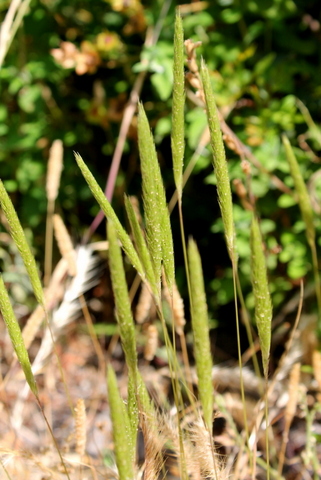 campi flegrei - Gastridium sp.