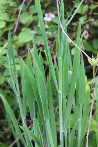 campi flegrei - Holcus lanatus