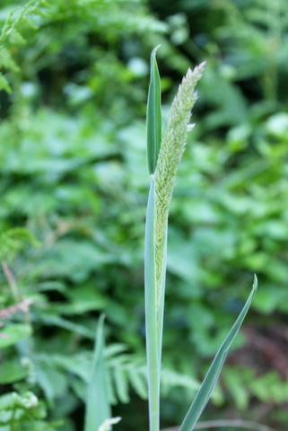 Campi Flegrei - Holcus lanatus
