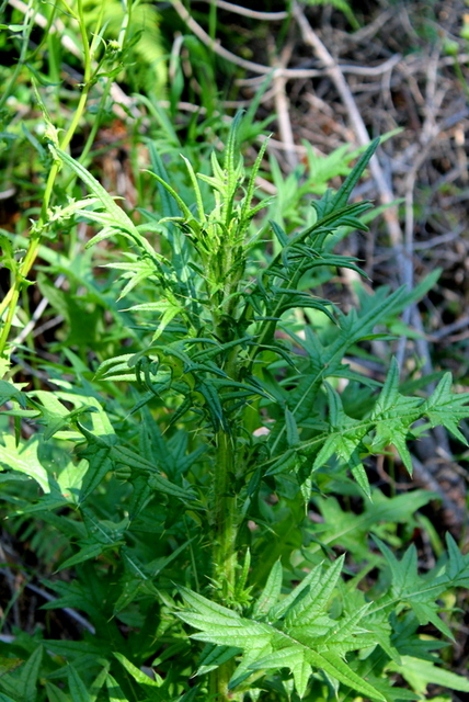 2_campi flegrei - Cirsium cfr.vulgare