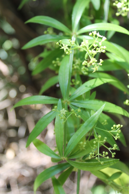 CAMPI FLEGREI: Rubia peregrina, Galium e Sherardia